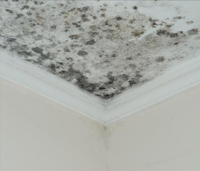 mold on a ceiling corner
